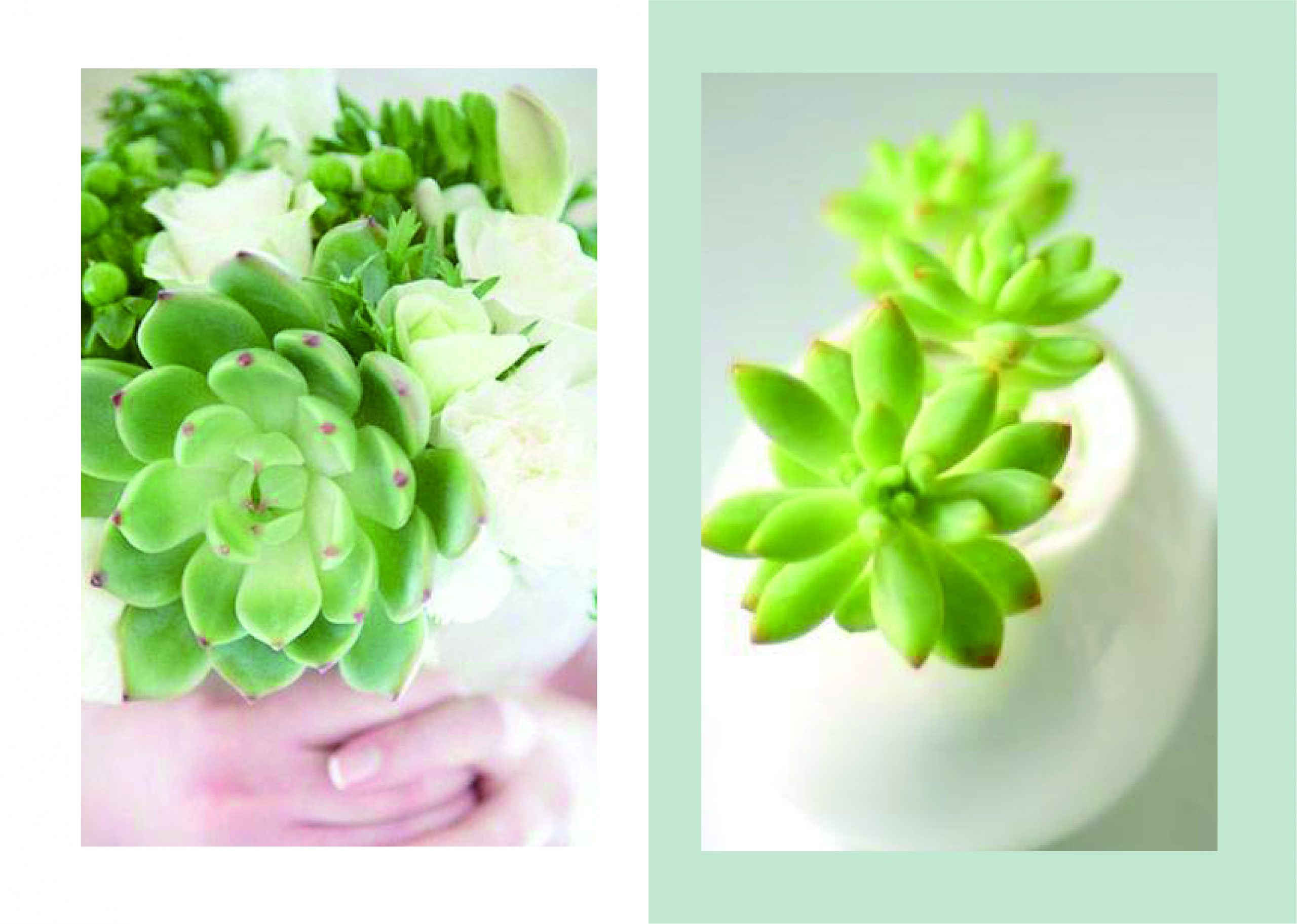 CATALOGUE212019002 - Thiết kế Catalougue cây cảnh sen đá
